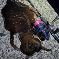 アオリイカの釣果