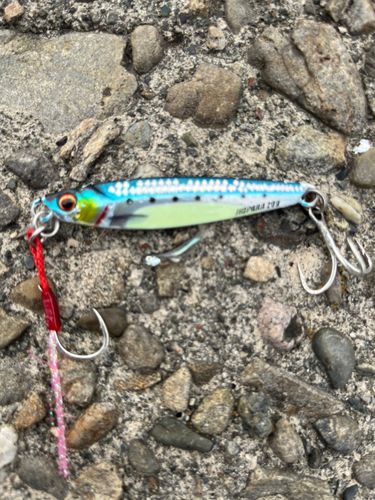 イワシの釣果