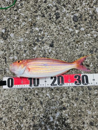 イトヨリダイの釣果