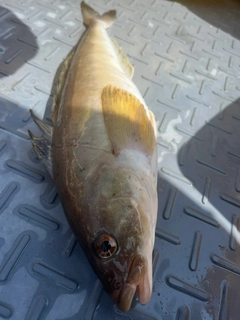 ホッケの釣果