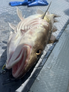 マダラの釣果