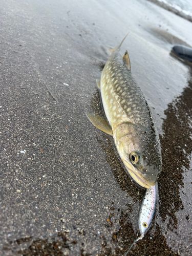 アメマスの釣果