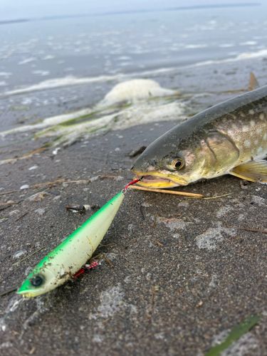 アメマスの釣果
