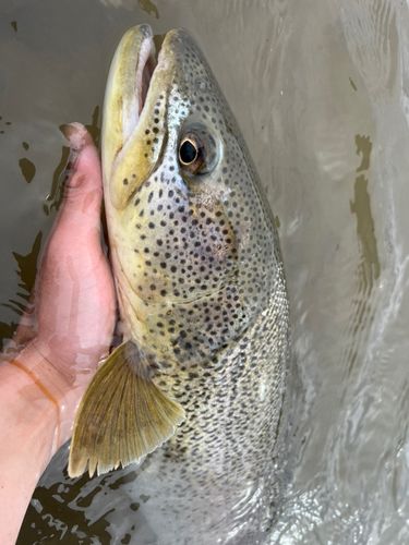 イトウの釣果