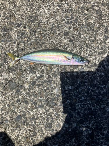 ムロアジの釣果