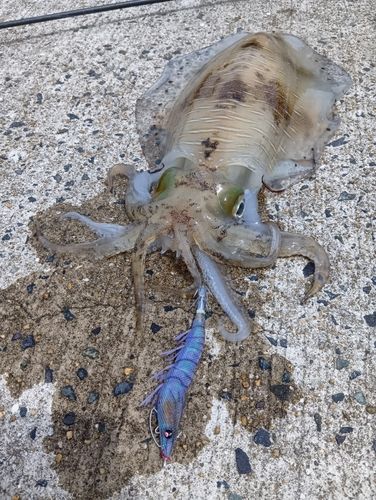 アオリイカの釣果