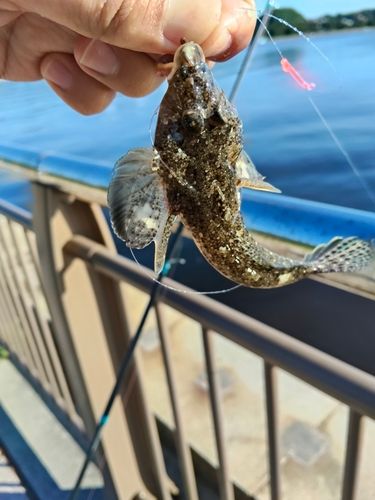 メゴチの釣果