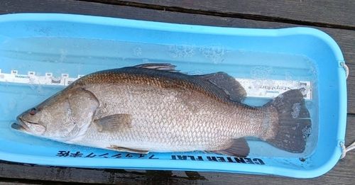 アカメの釣果