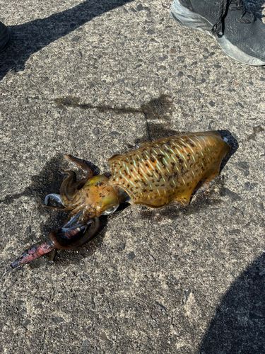 アオリイカの釣果