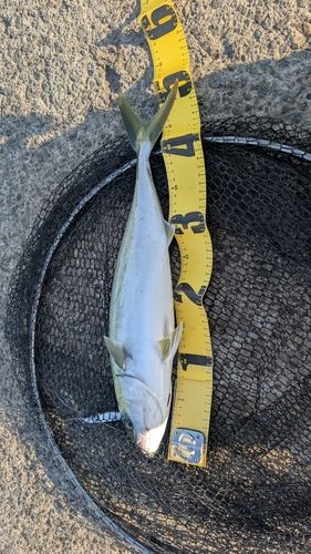 イナダの釣果