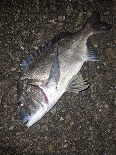 チヌの釣果