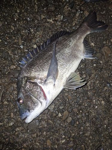 チヌの釣果
