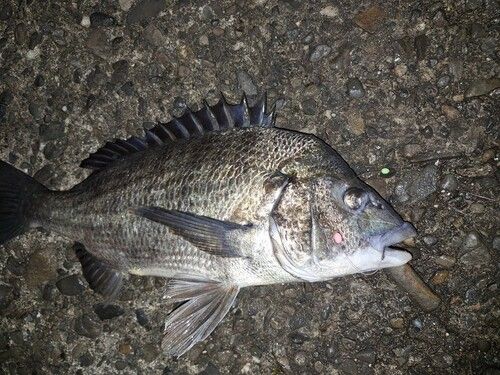 チヌの釣果