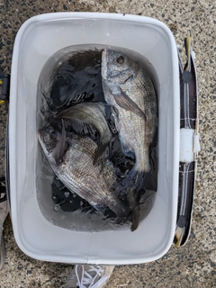 チヌの釣果