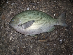 グレの釣果