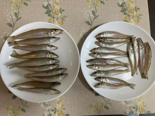 キスの釣果