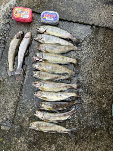 ヤマメの釣果