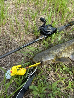 ナマズの釣果