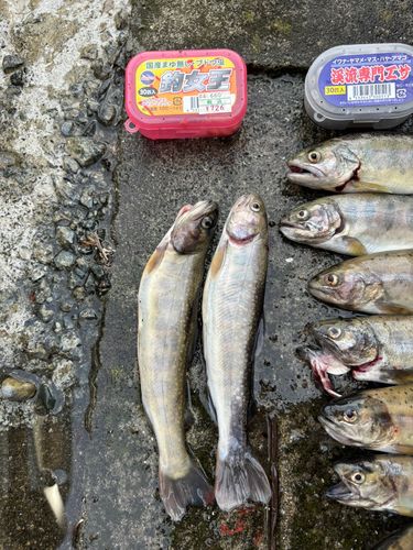 イワナの釣果