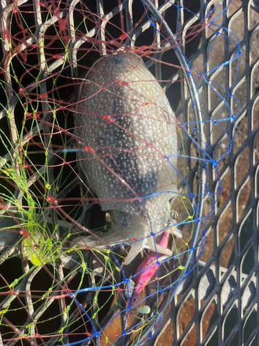 シリヤケイカの釣果