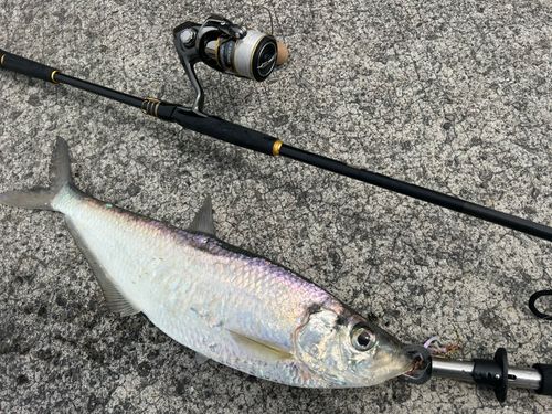 ターポンの釣果