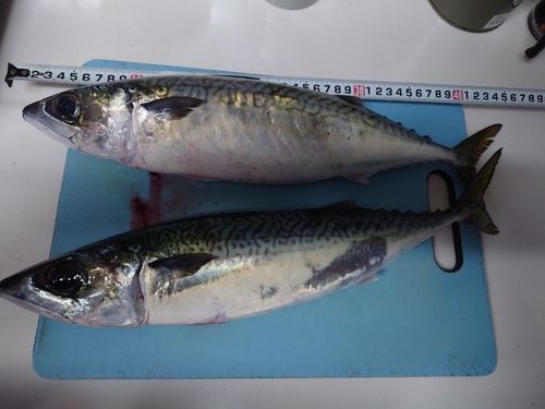 マサバの釣果