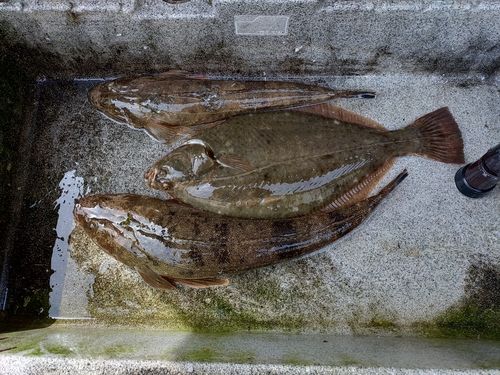 マゴチの釣果