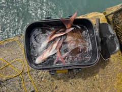 マダイの釣果