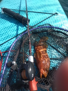 キジハタの釣果