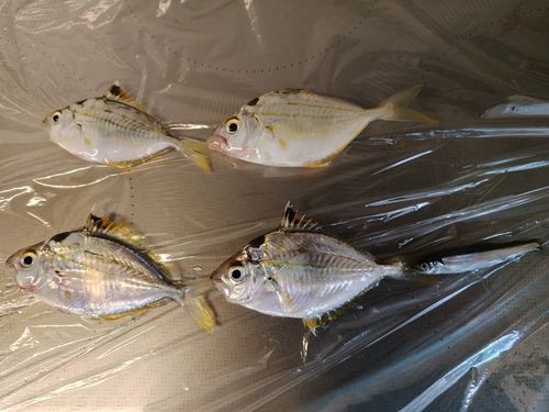 ヒイラギの釣果