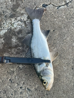 セイゴ（ヒラスズキ）の釣果