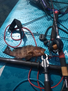 オオモンハタの釣果