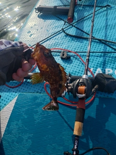 アラカブの釣果