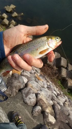ニジマスの釣果