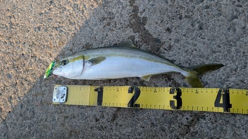イナダの釣果