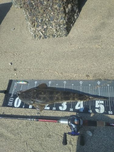 マゴチの釣果