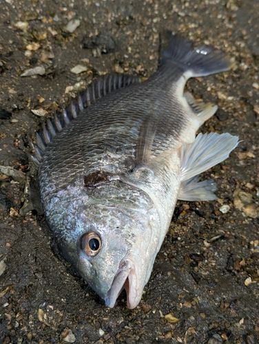 キビレの釣果