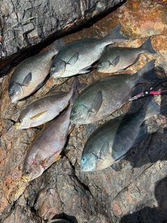 グレの釣果