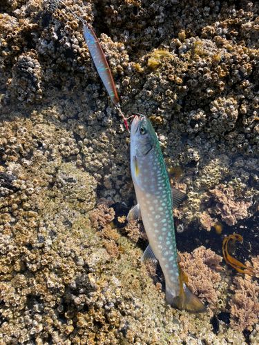 アメマスの釣果