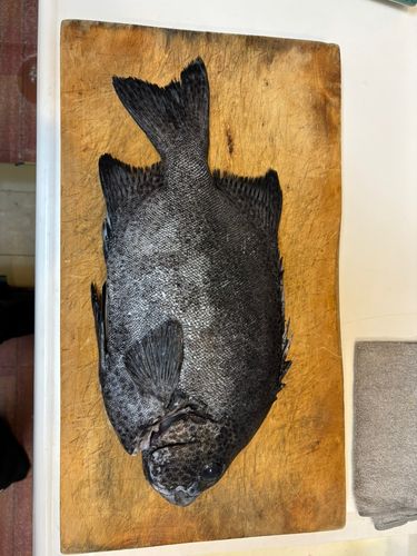 イシガキダイの釣果
