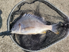 キビレの釣果