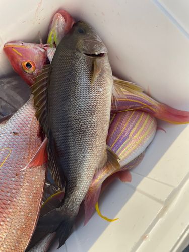 イサキの釣果