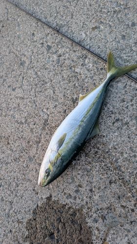イナダの釣果
