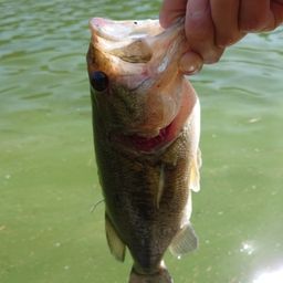 ブラックバスの釣果写真