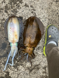 アオリイカの釣果