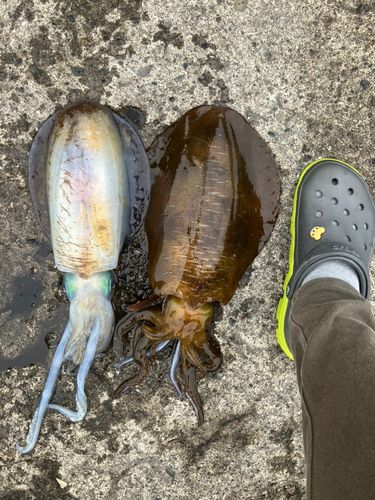 アオリイカの釣果
