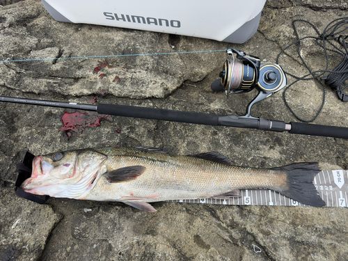 マルスズキの釣果