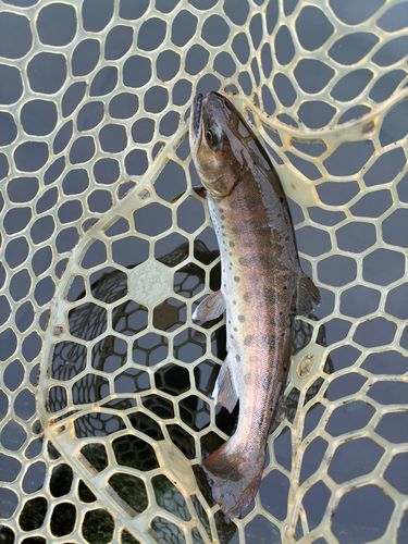 ニジマスの釣果