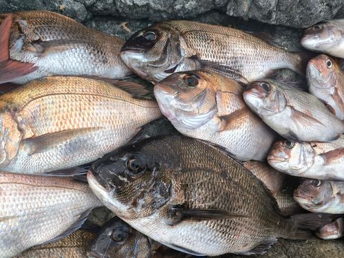 マダイの釣果