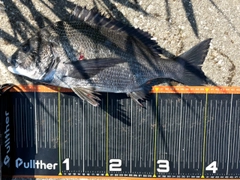 クロダイの釣果